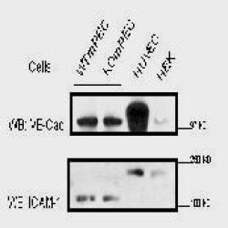 Tissue Specific Lysis Buffer (2)